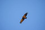 Sęp płowy, Gyps fulvus, Park Narodowy Picos de Europa, Hiszpania