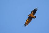 Sęp płowy, Gyps fulvus, Park Narodowy Picos de Europa, Hiszpania