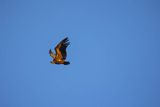 Sęp płowy, Gyps fulvus, Park Narodowy Picos de Europa, Hiszpania