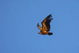 Sęp płowy, Gyps fulvus, Park Narodowy Picos de Europa, Hiszpania