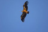 Sęp płowy, Gyps fulvus, Park Narodowy Picos de Europa, Hiszpania