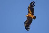 Sęp płowy, Gyps fulvus, Park Narodowy Picos de Europa, Hiszpania