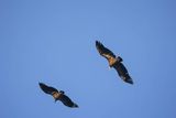 Sęp płowy, Gyps fulvus, Park Narodowy Picos de Europa, Hiszpania