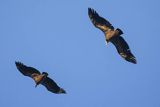 Sęp płowy, Gyps fulvus, Park Narodowy Picos de Europa, Hiszpania