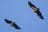 Sęp płowy, Gyps fulvus, Park Narodowy Picos de Europa, Hiszpania