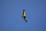 Sęp płowy, Gyps fulvus, Park Narodowy Picos de Europa, Hiszpania