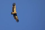 Sęp płowy, Gyps fulvus, Park Narodowy Picos de Europa, Hiszpania