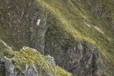 Sęp płowy, Gyps fulvus, Park Narodowy Picos de Europa, Hiszpania