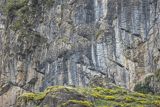 Sępy płowe, Gyps fulvus, Park Narodowy Picos de Europa, Hiszpania