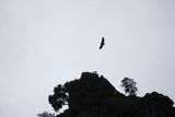 Sęp płowy, Gyps fulvus, Park Narodowy Picos de Europa, Hiszpania