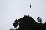 Sęp płowy, Gyps fulvus, Park Narodowy Picos de Europa, Hiszpania