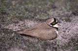 sieweczka rzeczna CHARADRIUS DUBIUS)