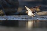 Sieweczka rzeczna, Charadrius dubius