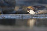 Sieweczka rzeczna, Charadrius dubius