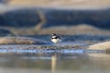 Sieweczka rzeczna, Charadrius dubius