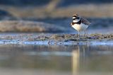 Sieweczka rzeczna, Charadrius dubius