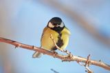 sikora bogatka Parus major