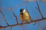 sikora bogatka Parus major