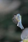 sikora bogatka Parus major