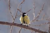 sikora bogatka Parus major