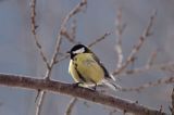 sikora bogatka Parus major