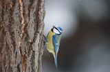 sikora modra, modraszka parus caeruleus