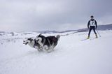 skijoring, wyścigi psich zaprzęgów, Kager Cup, W krainie wilka, Lutowiska, Bieszczady