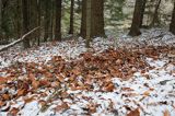 Ślady żerowania w zimowym lesie