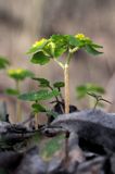 Śledziennica skrętolistna, Chrysosplenium alternifolium