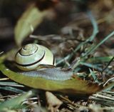 ślimak lądowy gajowniczek wstężyk gajowy Cepaea nemoralis