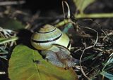 ślimak lądowy gajowniczek wstężyk gajowy Cepaea nemoralis