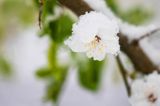 Śliwa domowa Węgierka Zwykła odmiana uprawna śliwy domowej, Prunus domestica