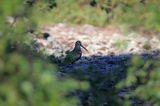 Słonka, Scolopax rusticola