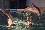 popisy delfinów w delfinarium w Smiltyne na Mierzei Kurońskiej, Neringa, Litwa Dolphin, Smiltyne, Curonian Spit, Neringa, Lithuania