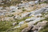 Śnieżka zwyczajna, śnieżka, Montifringilla nivalis, Park Narodowy Picos de Europa, Hiszpania