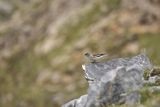 Śnieżka zwyczajna, śnieżka, Montifringilla nivalis, Park Narodowy Picos de Europa, Hiszpania