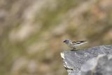 Śnieżka zwyczajna, śnieżka, Montifringilla nivalis, Park Narodowy Picos de Europa, Hiszpania