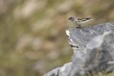 Śnieżka zwyczajna, śnieżka, Montifringilla nivalis, Park Narodowy Picos de Europa, Hiszpania