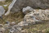 Śnieżka zwyczajna, śnieżka, Montifringilla nivalis, Park Narodowy Picos de Europa, Hiszpania