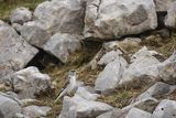 Śnieżka zwyczajna, śnieżka, Montifringilla nivalis, Park Narodowy Picos de Europa, Hiszpania