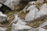 Śnieżka zwyczajna, śnieżka, Montifringilla nivalis, Park Narodowy Picos de Europa, Hiszpania