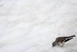 Śnieżka zwyczajna, śnieżka, Montifringilla nivalis, Park Narodowy Picos de Europa, Hiszpania