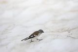 Śnieżka zwyczajna, śnieżka, Montifringilla nivalis, Park Narodowy Picos de Europa, Hiszpania