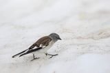 Śnieżka zwyczajna, śnieżka, Montifringilla nivalis, Park Narodowy Picos de Europa, Hiszpania