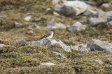 Śnieżka zwyczajna, śnieżka, Montifringilla nivalis, Park Narodowy Picos de Europa, Hiszpania