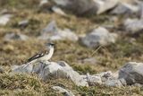 Śnieżka zwyczajna, śnieżka, Montifringilla nivalis, Park Narodowy Picos de Europa, Hiszpania