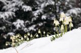 śnieżyca wiosenna, Leucoium vernum, zwana także gładyszkiem