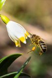 Śnieżyca wiosenna, Leucoium vernum, zwana także gładyszkiem oraz pszczoła