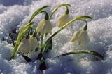 śnieżyca wiosenna Leucojum vernum