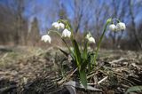 Śnieżyca wiosenna, Leucoium vernum, zwana także gładyszkiem